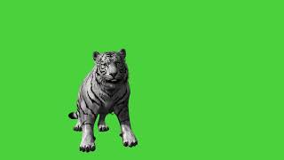 Download lagu Green Screen White Tiger Roaring Animation: Unleash the Majesty of the Jungle in Your Videos #loops mp3 Download lagu Green Screen White Tiger Roaring Animation: Unleash the Majesty of the Jungle in Your Videos #loops mp3