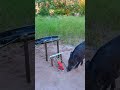 Easy Build Powerful Wild Pig Trap Using Moto Crank Work 100%  #animals #animaltrap #wildlife #nature