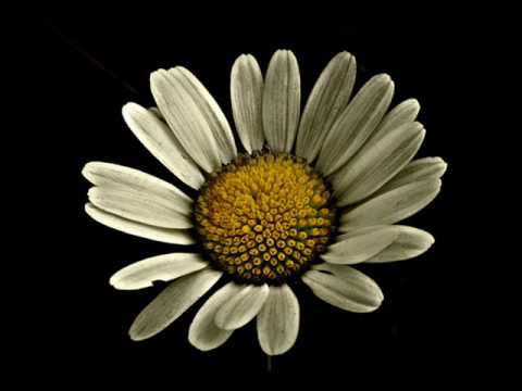 Moonbeam Ft Avis Vox  - Storm Of Clouds