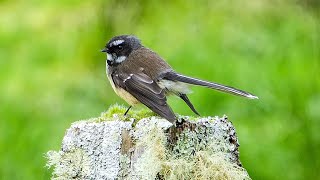 Download lagu Fantail / Piwakawaka dengan Suara Burung - Burung Asli Selandia Baru #4k #uhd #burung #alam #nyanyianburung mp3