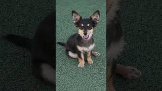 Video preview image #1 Chihuahua-Unknown Mix Puppy For Sale in La Verne, CA, USA