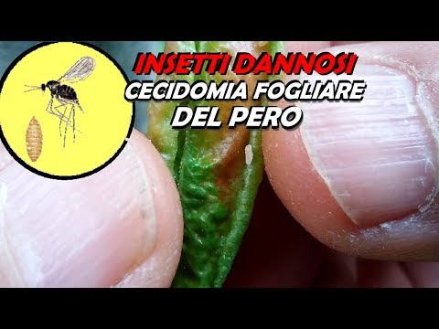 Siccome i lyambliya influenzano la pelle di faccia Che dare a un toro da vermi