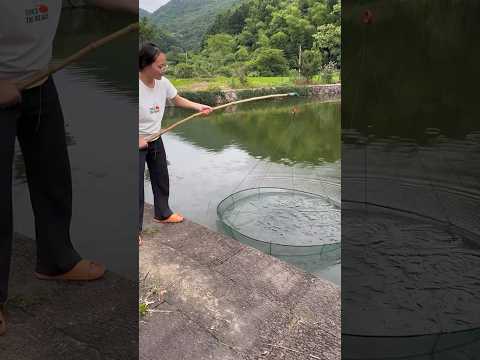 Net fishing amazing result with colorful fishes,eel,carbs.Watch till the end.#fishingwithmasud #net