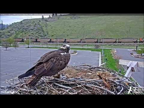 Hellgate Canyon Ospreys ~ Iris Takes Care of Herself, May 04, 2019