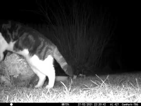 Cat Listening for Mice in garden at night  Cambridge UK 27feb2021 1020pm C trail camera
