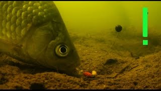 Карась ловля на удочку под водой