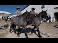 DRAFT HORSES Mid Ohio Draft Horse Sale Fall 2025