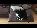 Tuxedo Cat Couch Scratch Pad