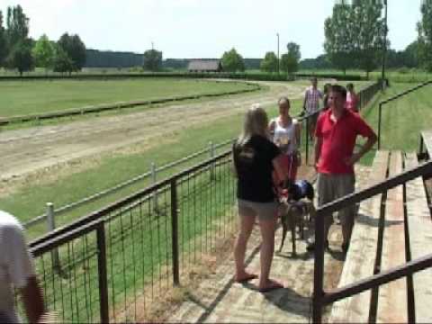 Cseh Derby - Döntő - 4. futam  (2013. 07. 07., Rábapatona, Agárverseny)