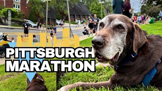 Mental Stimulation for Dogs: Sit and Watch the Pittsburgh Marathon with My Senior Dogs