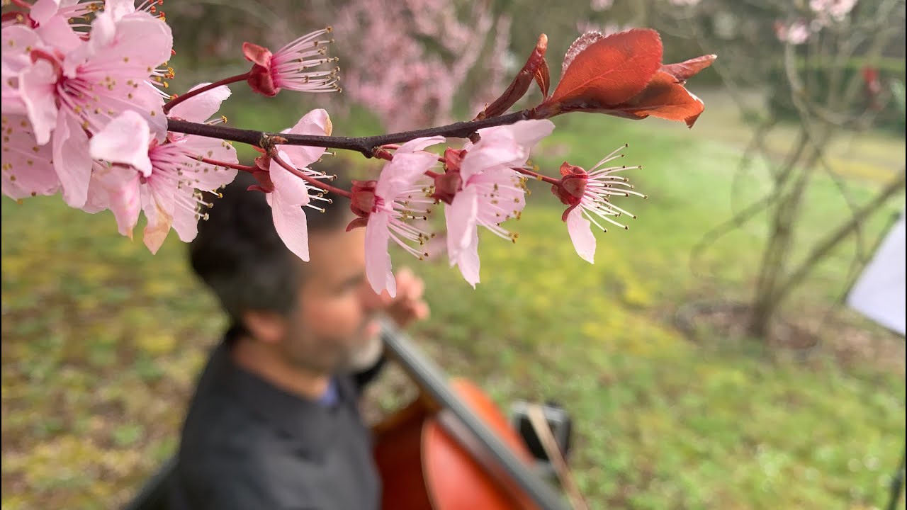 Promotional video thumbnail 1 for Cellotopia Music