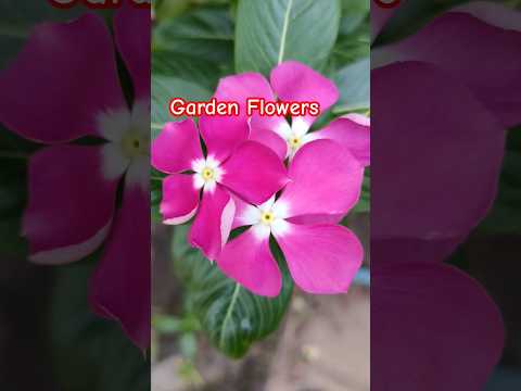 Beautiful Flowers #jawan #jindabanda #shortsvideo