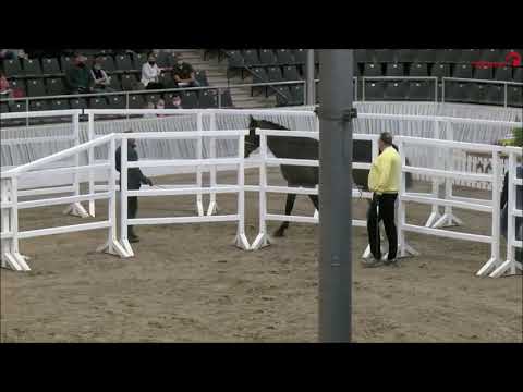 Carnegie von Chacoon Blue - Balou du Rouet