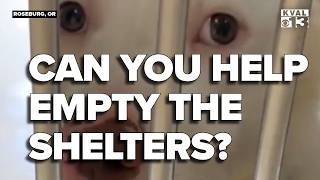Saving Grace looks to Empty the Shelters