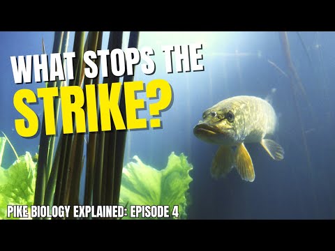 This Is Why Pike Follow But Don't Hit