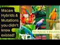 All Macaws Hybrids Mutations Known Till Date Know Your Macaw Hybrids Mutations Macaw Pets