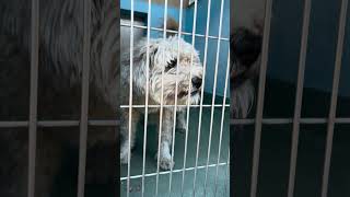 Video preview image #1 Poodle (Miniature) Puppy For Sale in Pasadena, CA, USA