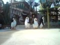 Madagascar Boogie