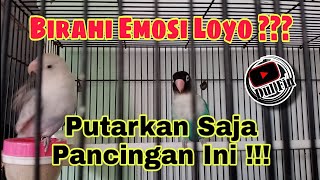 Download lagu Menaikan Birahi Emosi Lovebird Yang Loyo Dengan Pancingan Lovebird Birahi Ini Biar Ngekek mp3