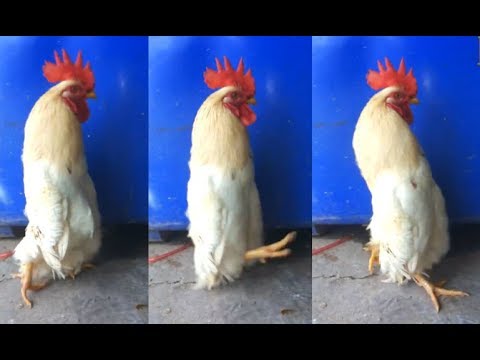download lagu mp3 mp4 Long Chicken, download lagu Long Chicken gratis, unduh video klip Long Chicken