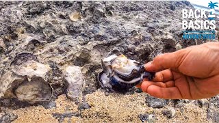 HOW TO GATHER HUGE OYSTERS with a Rock & Screwdriver 🌴