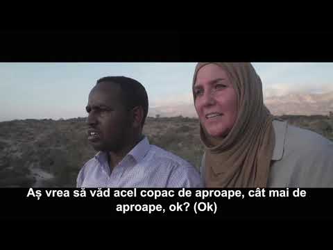 doTERRA - Uleiul esențial de TĂMÂIE (Frankincense) - Cum se recoltează