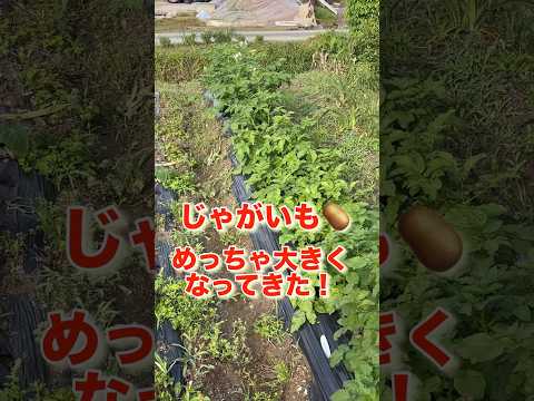 ジャガイモの準備: オプションの概要 植物