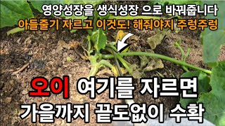 오이 이거를하면! 한줄기에서 100개씩수확 열리고 또열리고 계속 열려요! #오이재배 #오이키우기 #오이곁순제…