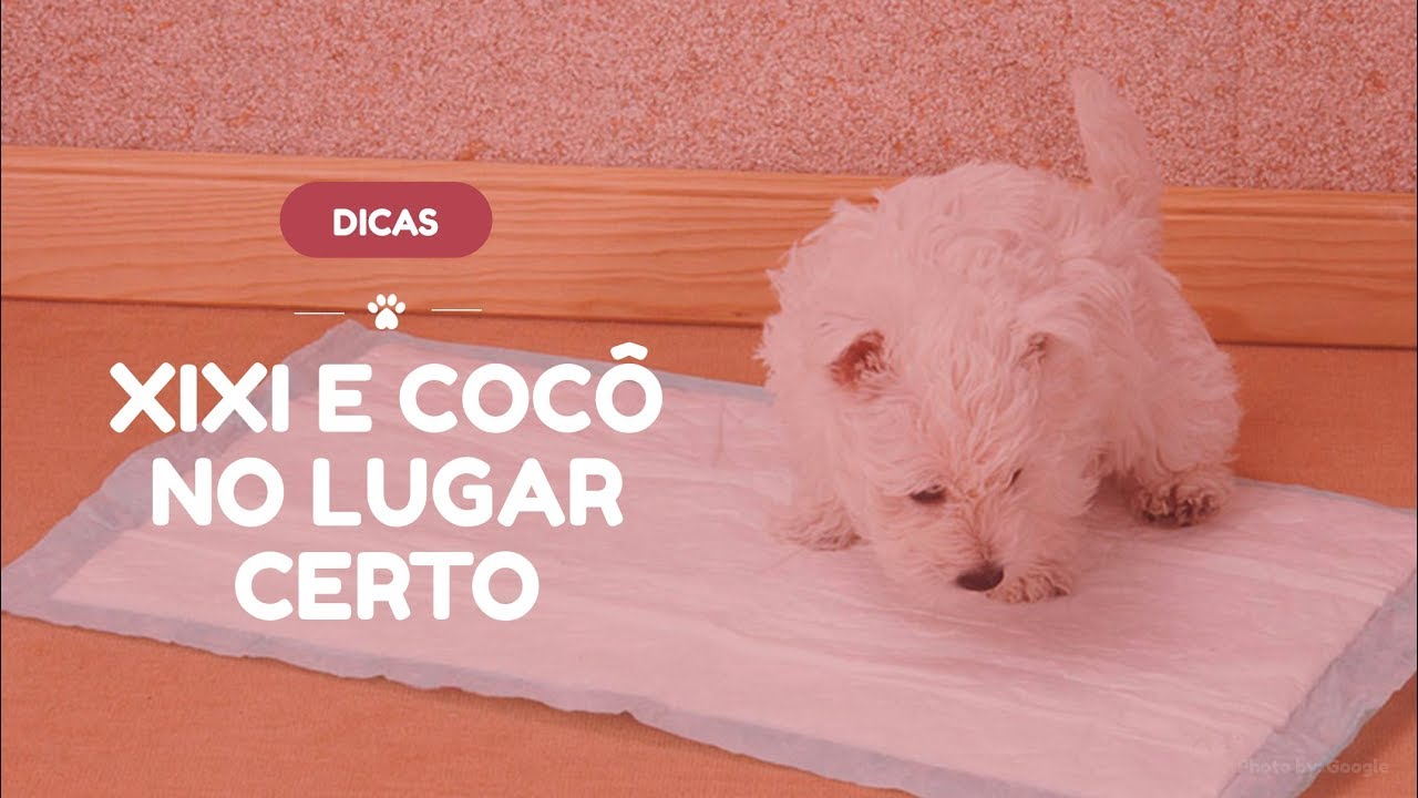 Como ensinar o cão a fazer xixi e cocô no lugar certo