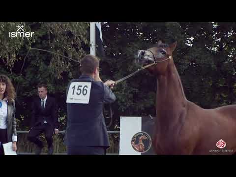 N 156 ROWEIDAN NESMA   Strohen 2020 International Show   Yearling Colts Class F