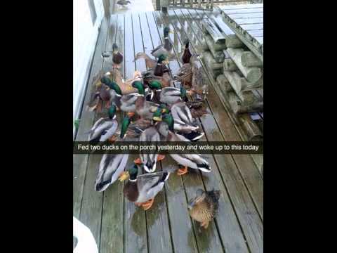 Crazy Funny Animals, Cute Little Pets & The Weirdest Animal Photos