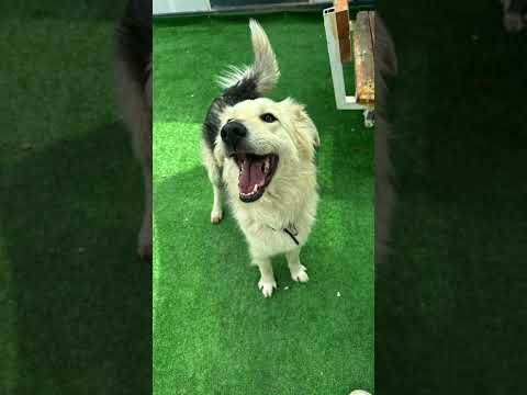 From Trauma to Sanctuary: Stray Dog Henry’s Brave Story