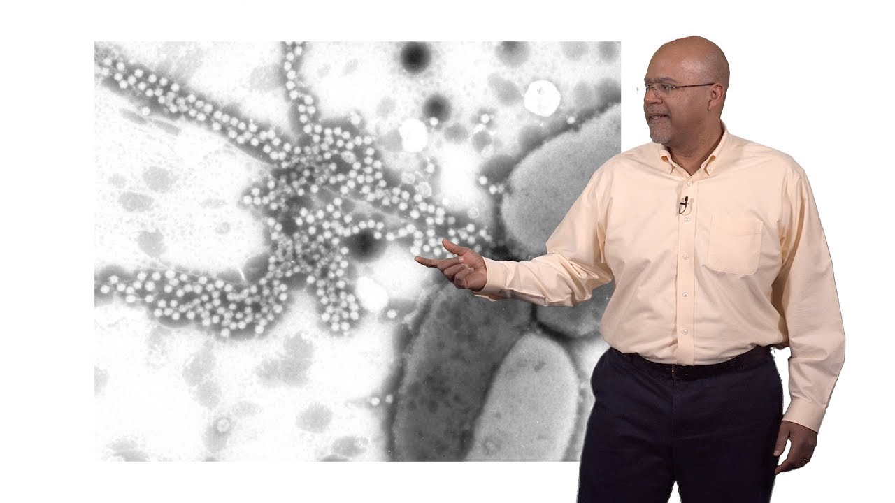 Paul E. Turner (Yale) 2: Virus Adaptation to Environmental Change - YouTube