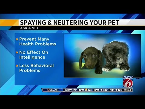 Ask a Vet - Spaying & neutering your pets