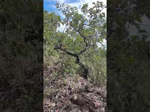 a famosa Serra da arnica Ipameri Go #bike #mtb #pedal #ciclismo #automobile #youtubeshorts #catalão