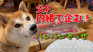 【京の柴犬】母D怒る⁉(笑)　父Pとてんちゃんの企み！　太郎の犬モノガタリ第464話
