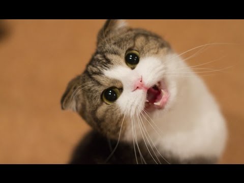 Smiješne Mačke I Mačići Mijaukati. Kompilacija [HD]