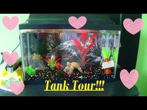 My Betta Fish Tank Tour