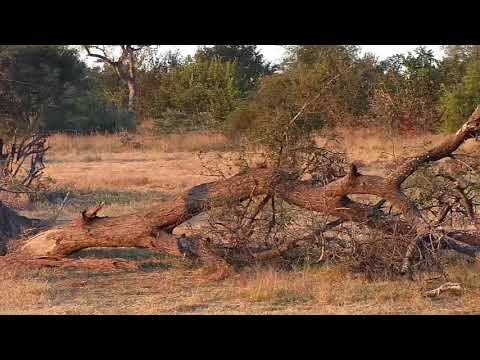 Djuma: African Wild Dogs make 2 kills at dam-afterwards with Hyenas & Waterbucks - 06:54 - 05/16/21