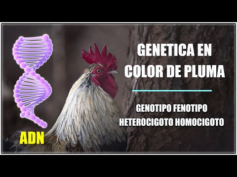 , title : '#genética color pluma gallos y gallinas,# genotipo, #fenotipo #aficiongallera #gallosfinos'