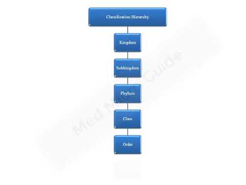 General characteristics and classification of Protozoa lecture