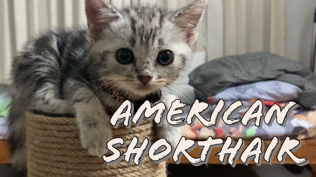 Bringing Home an American Shorthair Kitten!