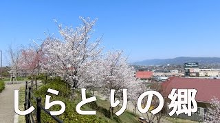 preview picture of video '道の駅 しらとりの郷 /Roadside station:Village of Shiratori'