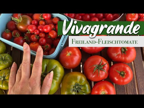 Freiland-Fleischtomate 'Vivagrande' - Super ertragreiche Freilandtomate zum Einkochen!