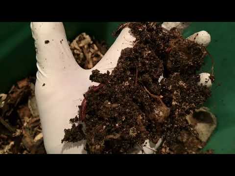 Feeding the African Night Crawler Bin