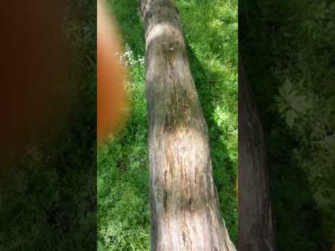 A documentary of Ancient Fairies!