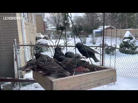The Starlings Feeder Swarm