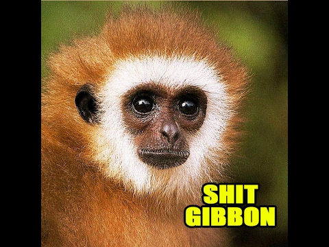 download lagu mp3 mp4 Loofa Faced Shit Gibbon, download lagu Loofa Faced Shit Gibbon gratis, unduh video klip Loofa Faced Shit Gibbon