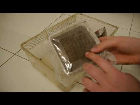 Heimchen Zucht leicht gemacht