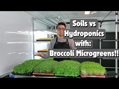 Broccoli Soil vs Hydroponics   On The Grow